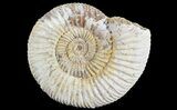 Perisphinctes Ammonite - Jurassic #68192-1